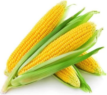 Mısır Tohumu 1 Paket (10Gr=45+ Adet) Tatlı Mısır Tohumu