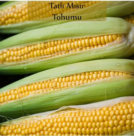Mısır Tohumu 1 Paket (10Gr=45+ Adet) Tatlı Mısır Tohumu
