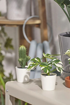 Fejka 2 Adet Yapay Bitki Kaktüs ve Monstera