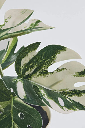 Fejka 2 Adet Yapay Bitki Kaktüs ve Monstera