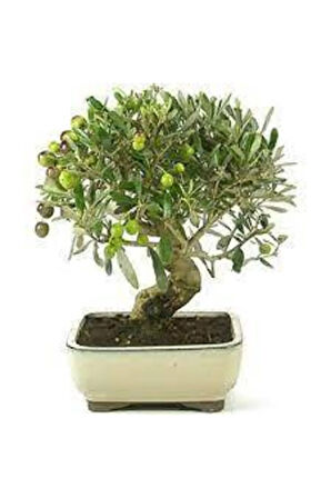 3 Adet Bonsai Zeytin Ağacı Tohumu
