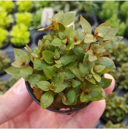 Ludwigia Mini Super Red Saksı Canlı Bitki