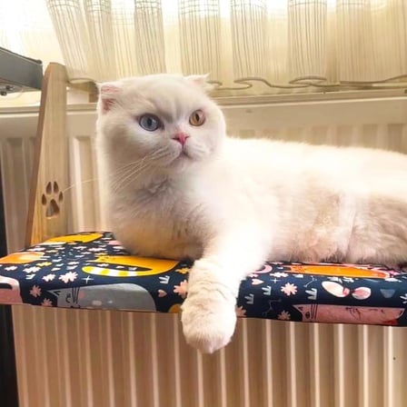 Gobypet Kalorifer Petek Radyatör Yatağı, Askılı Kedi Yatağı, Ahşap Taşıyıcılı Kedi Hamağı, Yumuşak Minderli Konforlu Kedi Desenli Tasarım