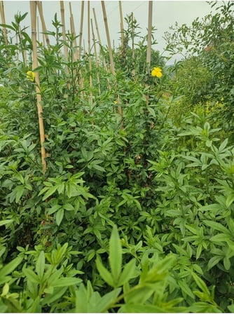 Videolu Çalı Sarı Yasemin Fidanı 1 Adet Saksılı/Tüplü 40-60 Cm (Jasminum Nudiflorum)