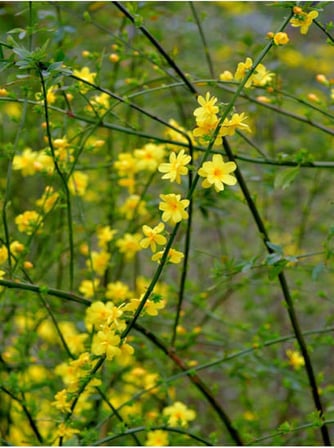 Videolu Çalı Sarı Yasemin Fidanı 1 Adet Saksılı/Tüplü 40-60 Cm (Jasminum Nudiflorum)