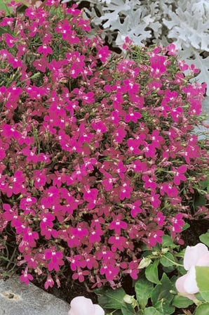 Dashing Look Pembe Lobelia Çiçeği Tohumu / 20 Adet Tohum TH-thmcmthm324