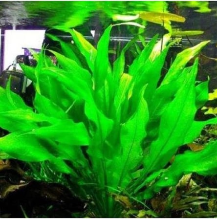Echinodorus Bleheri Saksı Canlı Bitki