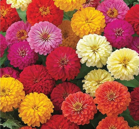 Kirli Hanım Çiçeği Tohumu (Büyük Çiçekli Zinnia) Karışık Renkli - 5 Tohum