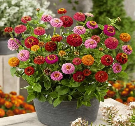 Kirli Hanım Çiçeği Tohumu (Büyük Çiçekli Zinnia) Karışık Renkli - 5 Tohum