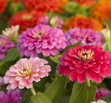 Kirli Hanım Çiçeği Tohumu (Büyük Çiçekli Zinnia) Karışık Renkli - 5 Tohum