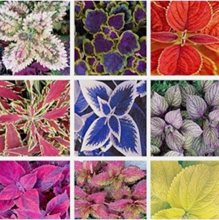 Tohum Dünyam 20 Adet Rainbow Coleus Mix Colors Tohumu