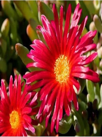 Gardenbox 10'lu Kırmızı Buz Çiçeği Fidesi, 5-15 cm, Tüplü, Mesembryanthemum
