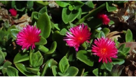 Gardenbox 10'lu Kırmızı Buz Çiçeği Fidesi, 5-15 cm, Tüplü, Mesembryanthemum