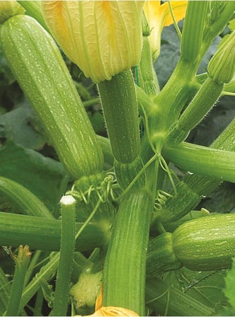 Hybrit Dolma Kabak Tohumu 10 Adet Tohum
