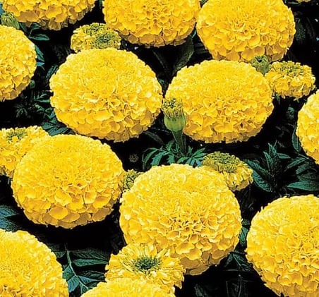 Kadife Çiçeği (Marigold Büyük Çiçek) Sarı Renkli - 10 Tohum