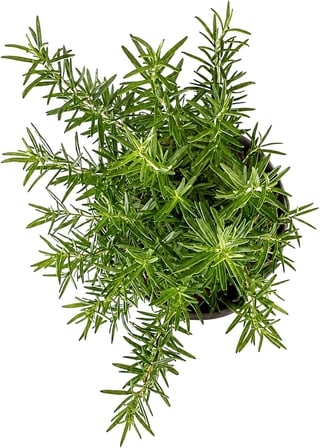 ZEVLİ® Canlı Aromatik Mutfak Bitkileri (Biberiye Fidesi)