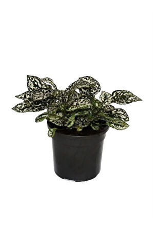 Hypoestes Phyllostachya Hostes Çiçeği Çilli Yaprak Güzeli Beyaz Benek