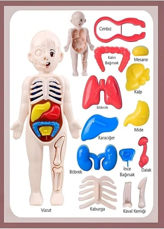 Ayver Insan Vücudu Anatomisi Organ Bulmaca Puzzle Bultak Yapboz Eğitici Ve Öğretici Oyuncak 20 Cm