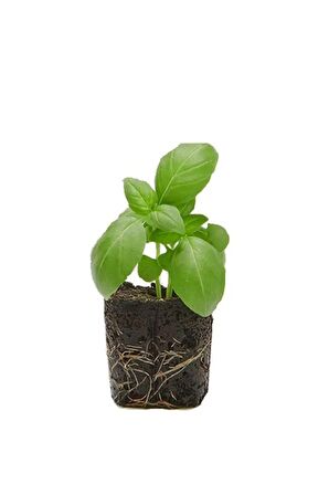 1 Adet Geniş Yapraklı Yeşil Reyhan Fidesi (5-10 Cm) (Tohum Değildir Fidedir)
