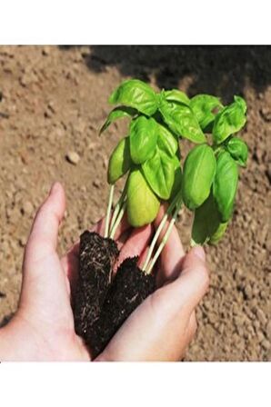 1 Adet Geniş Yapraklı Yeşil Reyhan Fidesi (5-10 Cm) (Tohum Değildir Fidedir)