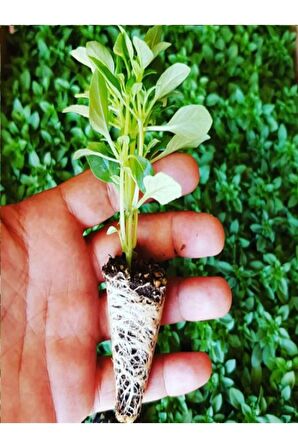 1 Adet Geniş Yapraklı Yeşil Reyhan Fidesi (5-10 Cm) (Tohum Değildir Fidedir)