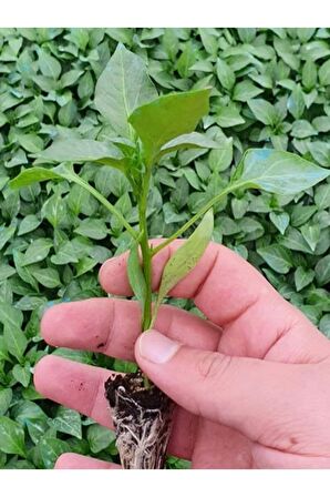 1 Adet Jalapeno Biberi Fidesi ( Tohum Değildir Fidedir)