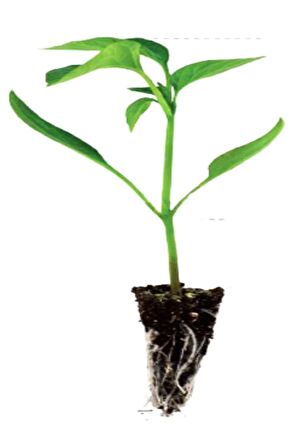 1 Adet Jalapeno Biberi Fidesi ( Tohum Değildir Fidedir)