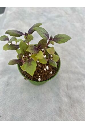 3 Adet Geniş Yapraklı Mor  Reyhan Fidesi (5-10 Cm) (Tohum Değildir Fidedir)
