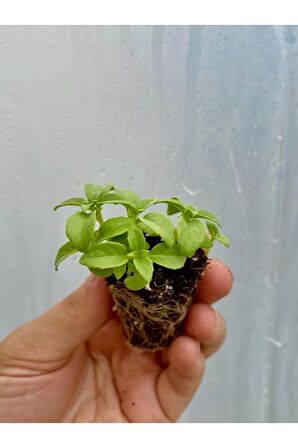 2 Adet Fesleğen Fidesi (5-10 Cm) Tohum Değildir Fidedir)