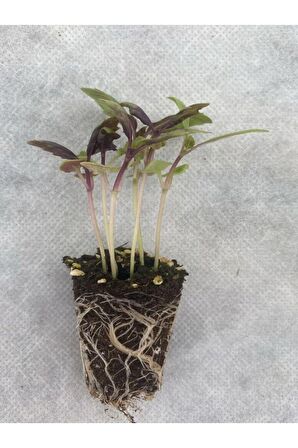 2 Adet Geniş Yapraklı Mor  Reyhan Fidesi (5-10 Cm) (Tohum Değildir Fidedir)