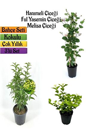 Kokulu Bahçe Seti Hanımeli Fidanı+Melisa Çiçeği +Ful Yasemin Fidanı(40-80CM)