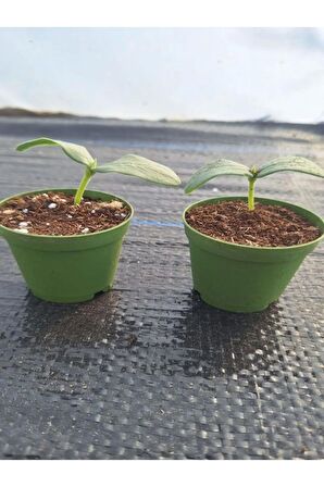 2 Adet Sırık (Askılık) Salatalık Fidesi (5-10 Cm) ( Tohum Değildir Fidedir)