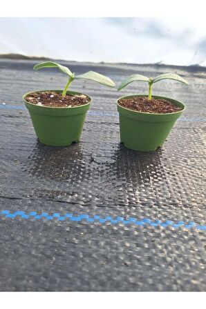 2 Adet Sırık (Askılık) Salatalık Fidesi (5-10 Cm) ( Tohum Değildir Fidedir)