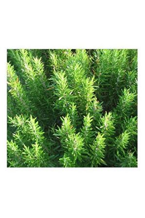 1 Adet Biberiye Fidanı Rosmarinus Officinalis