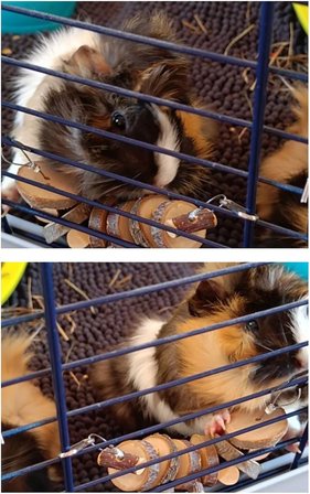 Hamster ve Tavşan Çiğneme Oyuncağı - Doğal Ahşap Sopa