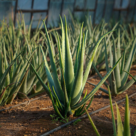 Aloe Vera Yaprağı - Jel Için 2 Kg Taze Yaprak