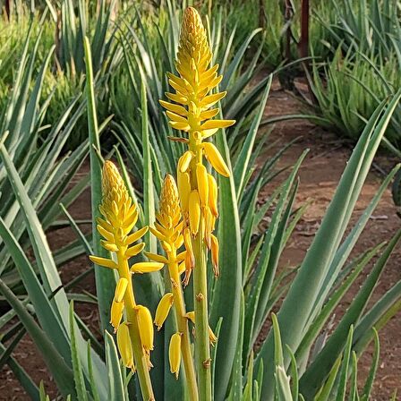 Aloe Vera Yaprağı - Jel Için 2 Kg Taze Yaprak