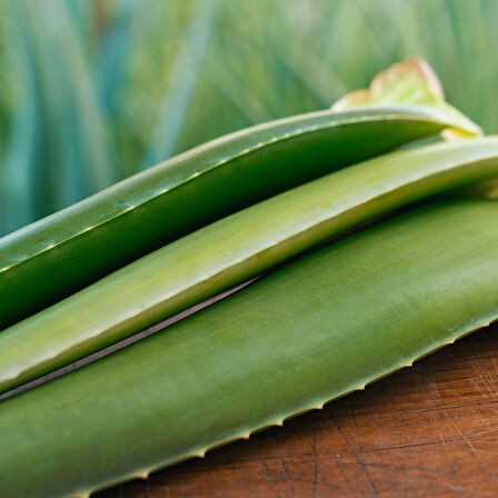 ALOE VERA YAPRAĞI - JEL İÇİN 5 Kg. TAZE YAPRAK