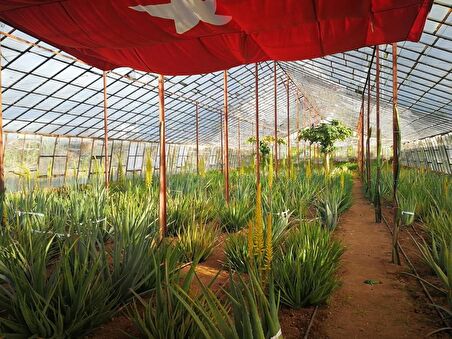 Aloe Vera Barbadensis Mıller Stocton ( 60 - 70 Cm) 4 Yaşında Saksısız Fidan