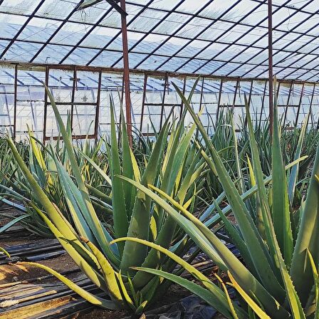 Aloe Vera Barbadensis Mıller Stocton ( 60 - 70 Cm) 4 Yaşında Saksısız Fidan