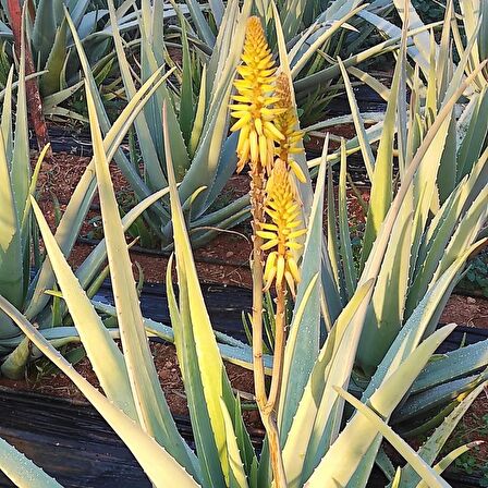 Aloe Vera Barbadensis Mıller Stocton 40-50 Cm Saksısız Fidan