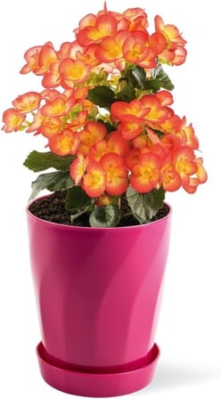 Begonya Saksı Burgu Begonya Saksı &amp; Orkide Saksı 1,3 Litre 16 Cm Pembe Pembe