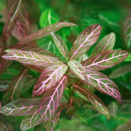 Hygrophila Polysperma Rosanervig Kolay Akvaryum Zemin Bitkisi Canlı Akvaryum Bitkisi