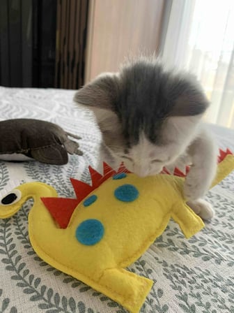 Dino Dino 24 Cm Catnip + Kedi Zili