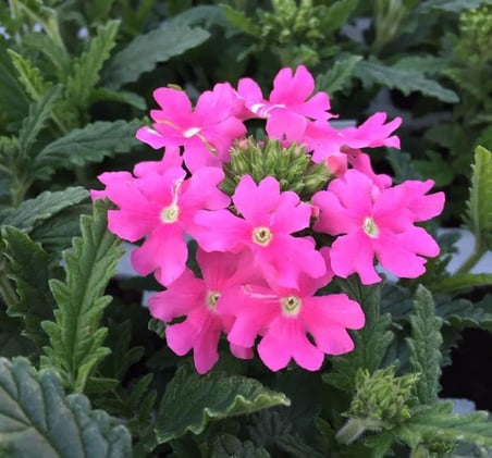 Mine Çiçeği (Sarkan Çok Dallanan) Pembe Renkli - 10 Tohum