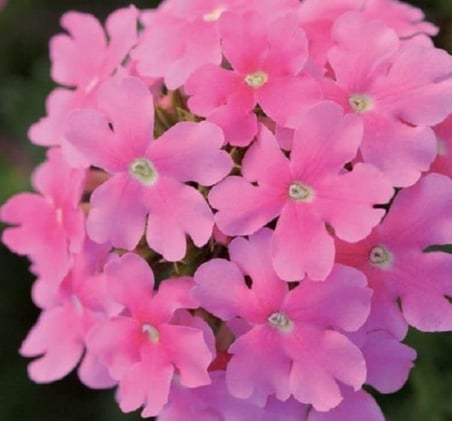 Mine Çiçeği (Sarkan Çok Dallanan) Pembe Renkli - 10 Tohum