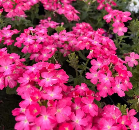 Mine Çiçeği (Sarkan Çok Dallanan) Pembe Renkli - 10 Tohum