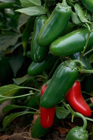 Acı Jalapeno Biberi Tohumu 20+ Adet