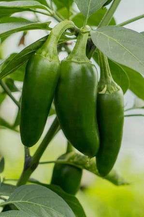 Acı Jalapeno Biberi Tohumu 20+ Adet