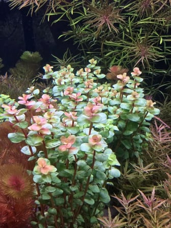 Rotala Macrandra Mini Pink Akvaryum Bitkileri Akvaryum Bitkisi 5 Dal